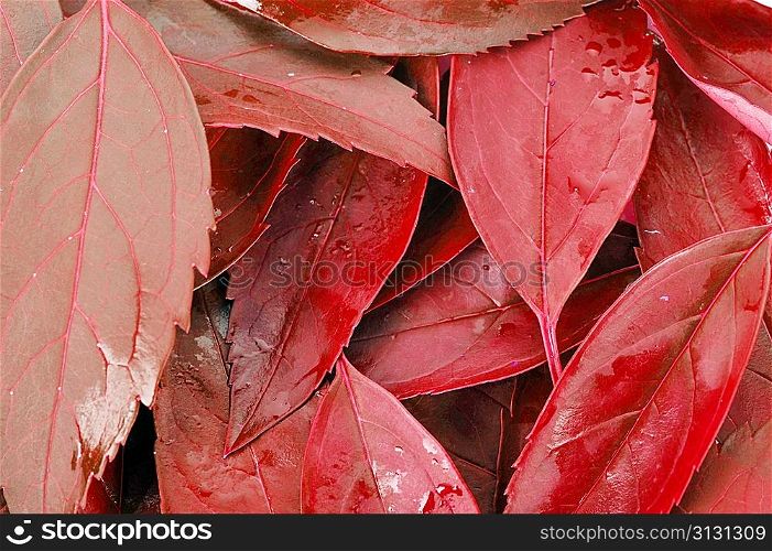 red leaves very close up used as background