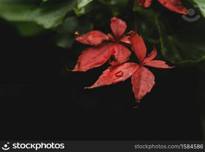 Red leaves with rain drop against blurry Autumn forest, Red vine leaves hanging on wall,Hanging shoot a climbing Autumn plant with blurry green leaves background. Fall season natural background