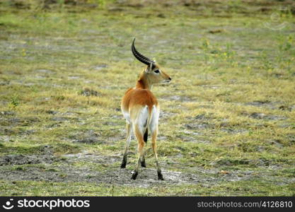 Red lechwe (Kobus leche) in a field, Okavango Delta, Botswana