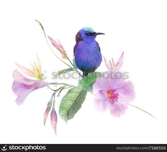 Red Legged Honeycreeper bird on Pink Dipladenia flowers isolated on white background.Digital watercolor painting.