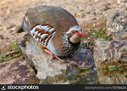 Red-legged Partridge, Alectoris rufa, Monfrague National Park, Biosphere Reserve, Caceres Province, Extremadura, Spain, Europe