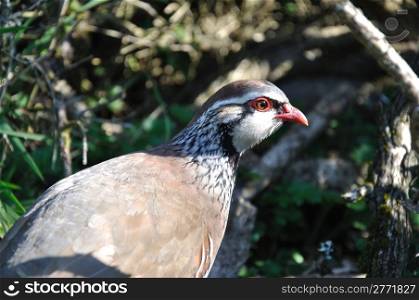 Red- legged partridge or Chukor, Alectoris chukor, foraging for food, New Zealand