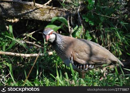 Red- legged partridge or Chukor, Alectoris chukor, foraging for food, New Zealand
