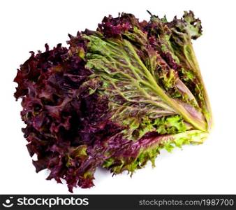 Red Lettuce Isolated on White Background Studio Photo. Red Lettuce Isolated on White Background