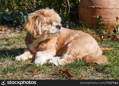 Red Lhasa Apso dog lying in a garden