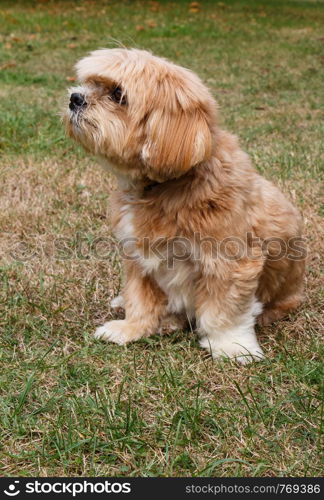 Red Lhasa Apso dog sitting in a garden