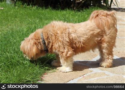 Red Lhasa Apso dog sniffing grass in a garden