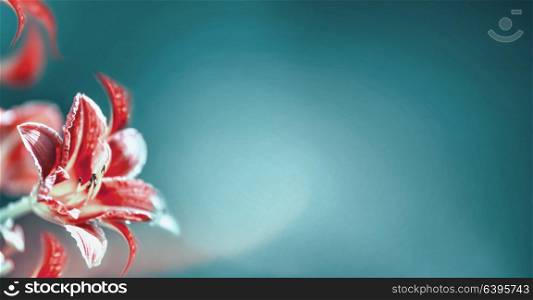 Red lily flowers at blurred turquoise background. Mythical bloom. Floral banner or template