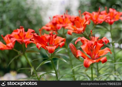 Red lily on a background of green foliage. Small depth of field.