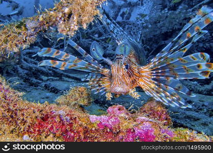 Red Lionfish, Pterois volitans, South MaleAtoll, Maldives, Indian Ocean, Asia