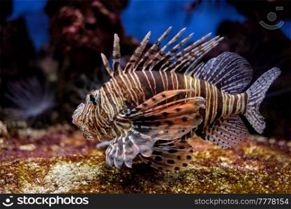 Red lionfish (Pterois volitans) venomous coral reef fish underwater. Red lionfish Pterois volitans fish underwater