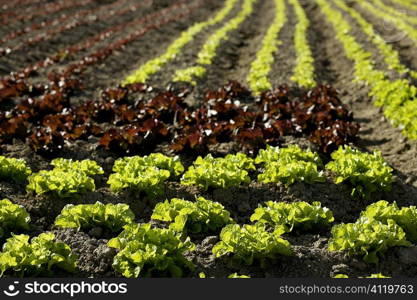 Red little baby lettuce, fields from spain