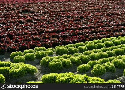 Red little baby lettuce, fields from spain