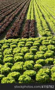 Red little baby lettuce, fields from spain