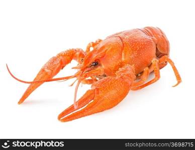 Red lobster isolated on a white background