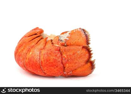 red lobster tail close up