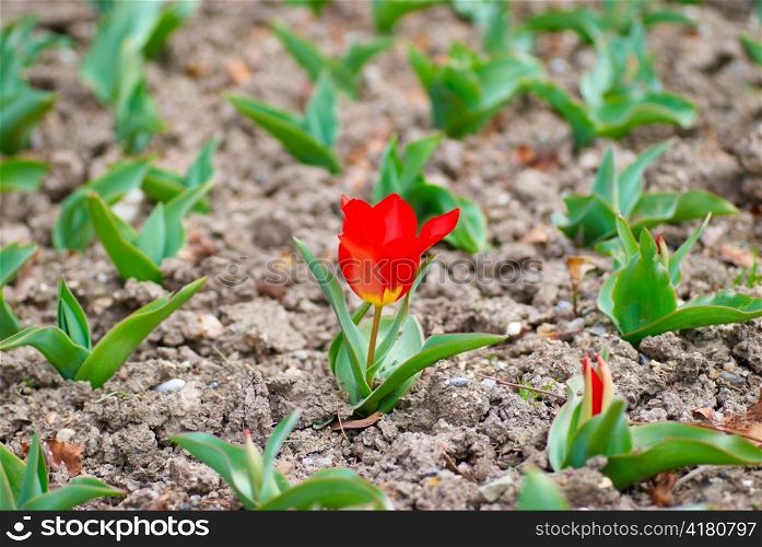 Red lonely tulip in the garden- flower concept