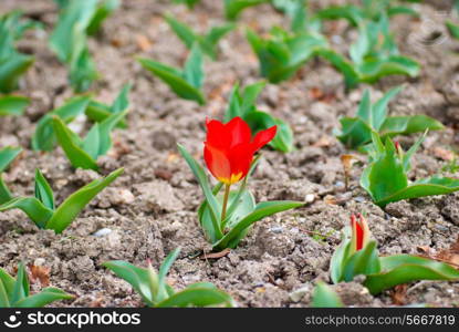 Red lonely tulip in the garden- flower concept