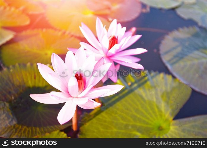 red lotus pink flower lily water on the nature in the morning