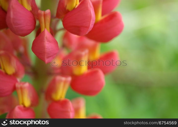 Red Lupine on green transparent background