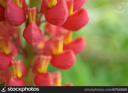 Red Lupine on green transparent background