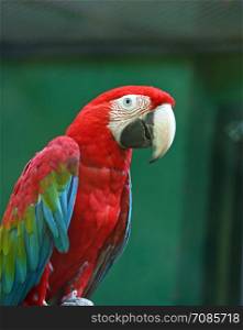 Red macaw on green background