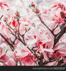 Red magnolia blossom on magnolia tree, springtime nature