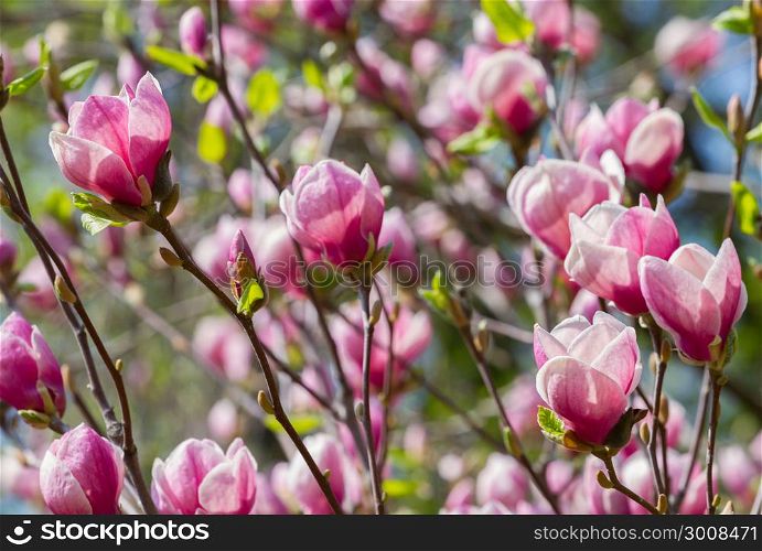 Red magnolia flowers blossom in spring day
