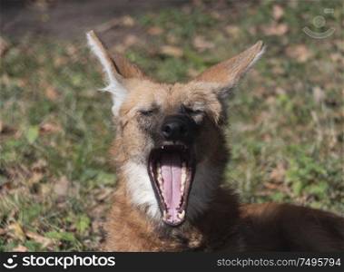 Red maned wolf in the captive animal portrait.. Red maned wolf in the captive animal portrait