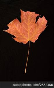 Red maple leaf against black background.