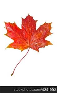 Red maple leaf as an autumn symbol, isolated white background