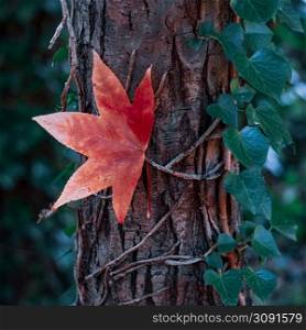red maple leaf in autumn season, autumn leaves