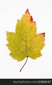 Red Maple leaf in Fall color against white background.