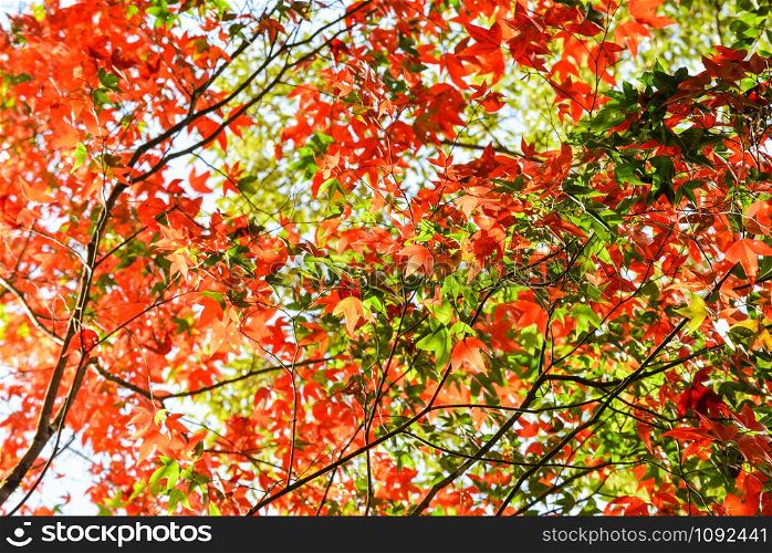 Red maple leaf on maple tree colorful season autumn in the forest leaves color change scenery view nature