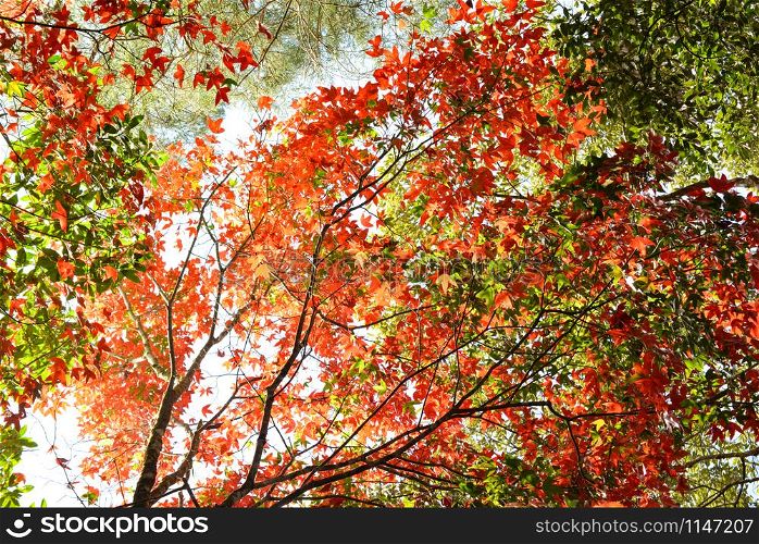 Red maple leaf on maple tree colorful season autumn in the forest leaves color change scenery view nature / Acer palmatum, Acer calcaratum Gagnep