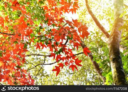 Red maple leaf on maple tree colorful season autumn in the forest leaves color change scenery view nature / Acer palmatum, Acer calcaratum Gagnep