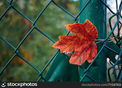 red maple leaf with autumn colors in autumn season