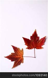 red maple leaf with autumn colors on the white background, autumn season