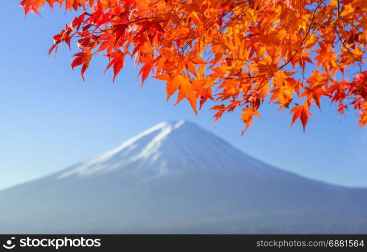 red maple leave with mt fuji in autumn colors