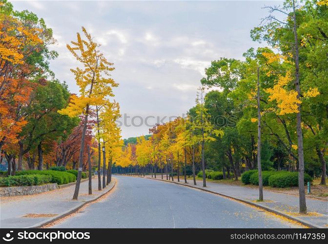 Red maple leaves corridor with street road or path way. Fall foliage with branches in colorful autumn season in Osaka City, Kansai. Trees in Japan. Nature landscape background.