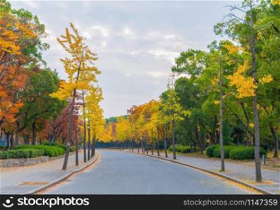 Red maple leaves corridor with street road or path way. Fall foliage with branches in colorful autumn season in Osaka City, Kansai. Trees in Japan. Nature landscape background.