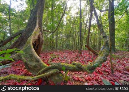 Red maple leaves or fall foliage in autumn season in forest trees. Nature landscape background