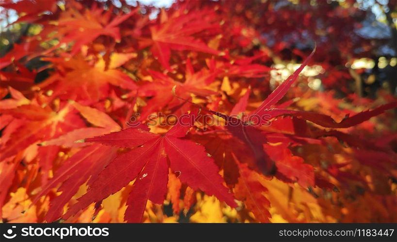Red maple leaves or fall foliage in colorful autumn season