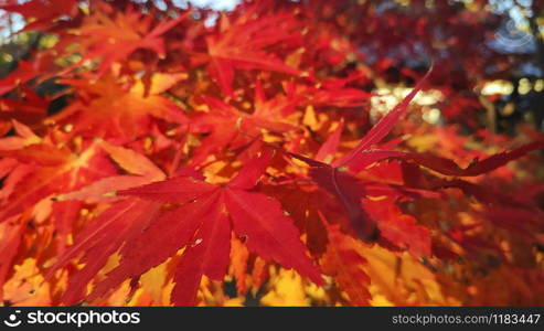 Red maple leaves or fall foliage in colorful autumn season