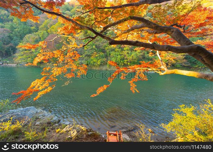 Red maple leaves or fall foliage in colorful autumn season near Arashiyama river, Kansai, Kyoto. Trees in Japan with blue sky. Nature landscape background
