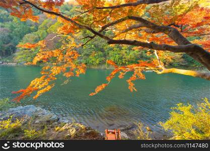 Red maple leaves or fall foliage in colorful autumn season near Arashiyama river, Kansai, Kyoto. Trees in Japan with blue sky. Nature landscape background
