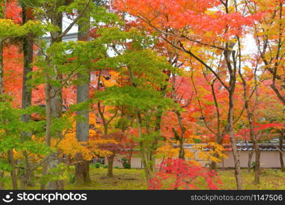 Red maple leaves or fall foliage in colorful autumn season near Fujikawaguchiko, Yamanashi. Five lakes. Trees in Japan with blue sky. Nature landscape background