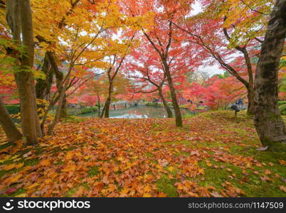 Red maple leaves or fall foliage in colorful autumn season near Fujikawaguchiko, Yamanashi. Five lakes. Trees in Japan with blue sky. Nature landscape background