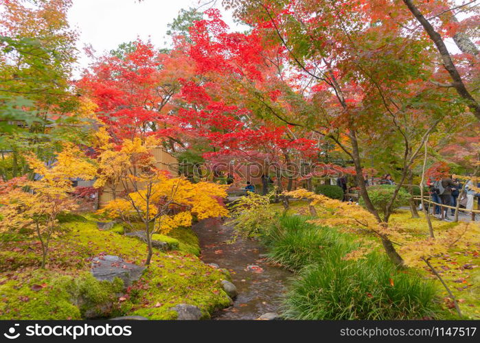 Red maple leaves or fall foliage in colorful autumn season near Fujikawaguchiko, Yamanashi. Five lakes. Trees in Japan with blue sky. Nature landscape background