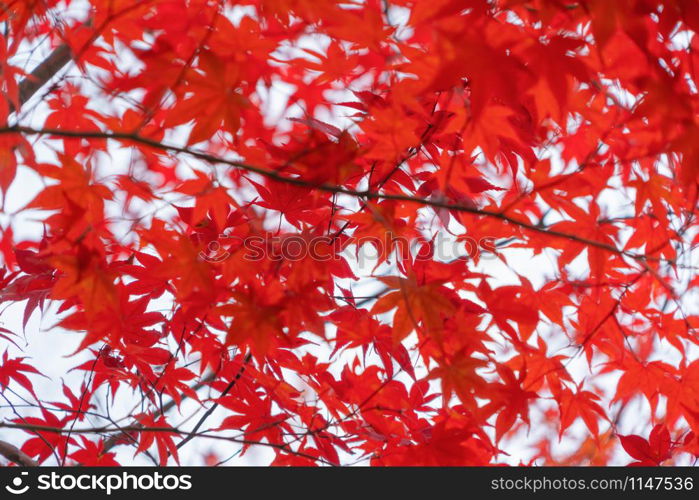 Red maple leaves or fall foliage in colorful autumn season near Fujikawaguchiko, Yamanashi. Five lakes. Trees in Japan with blue sky. Nature landscape background